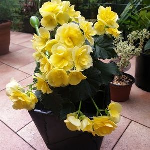 Meet your Posher, Jenny